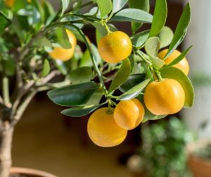 A small potted citrus tree with fruit.