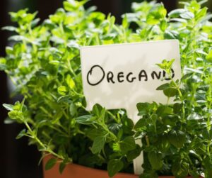 A lush oregano plant growing in a pot.
