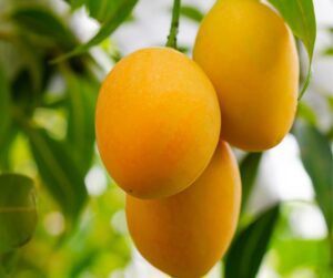 A bunch of ripe mangos hanging from a backyard tree.