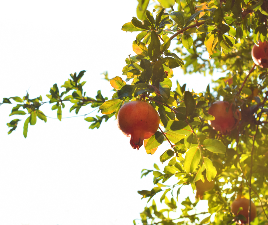 Fall is the perfect time to enjoy pomegranates.