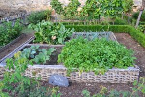 Free organic vegetable gardening photo