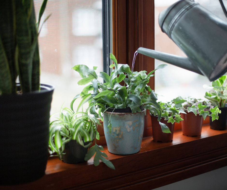 Houseplants being watered in a sunny window.