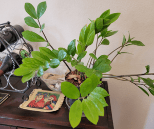 Small ZZ plant