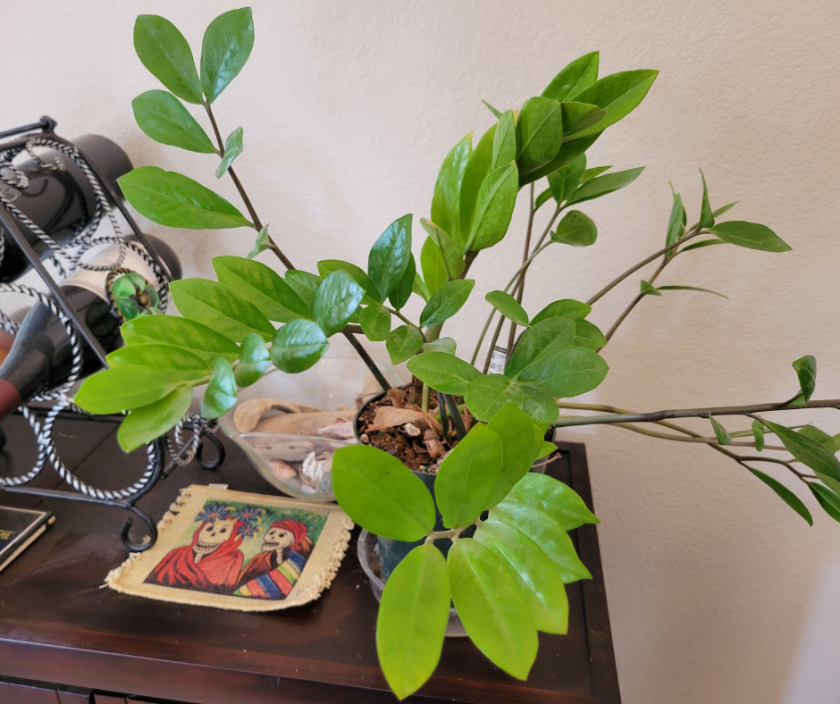 Small ZZ plant