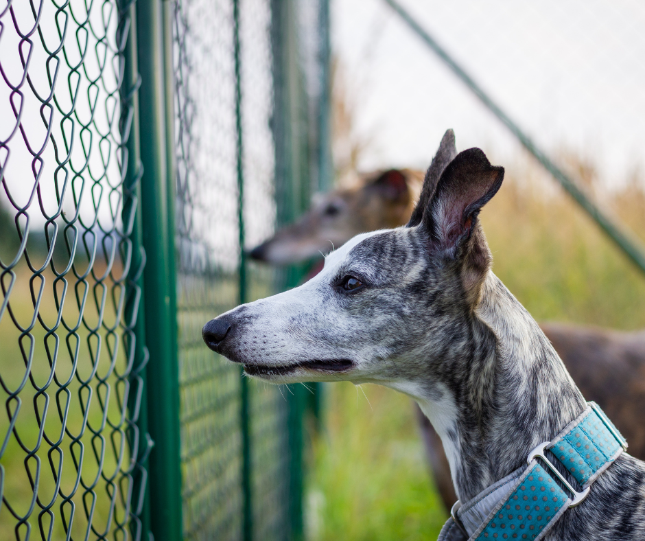 Chain link fences can make you feel like you are on display for the whole neighborhood when working in your backyard. Time to install a privacy hedge.