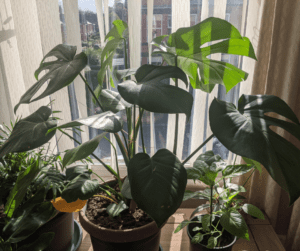 Large Monstera Deliciosa and other indoor plants enjoying a warm sunny window.