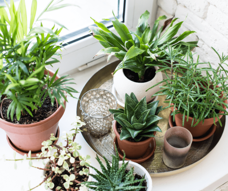 A cute indoor plant succulent arrangement