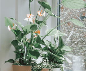 Large peace lily 