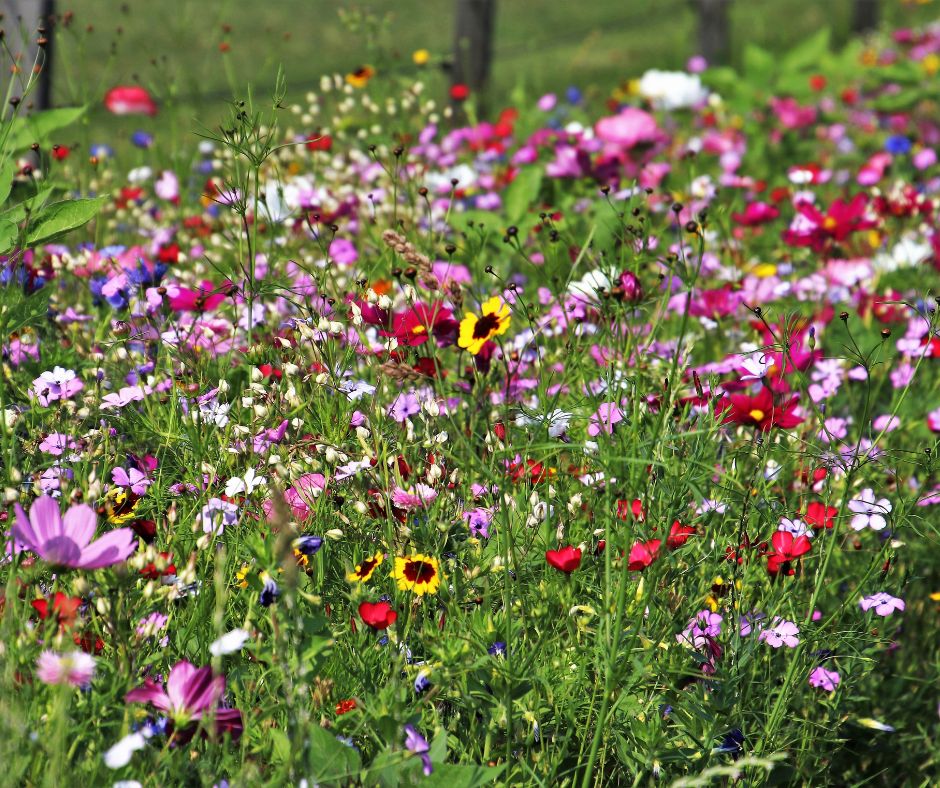 A colorful mix of flowers growing in a backyard pollinator garden.