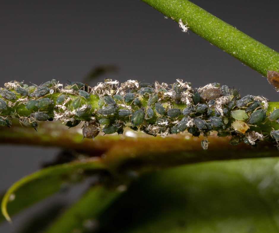 Aphids infesting a melon vine!