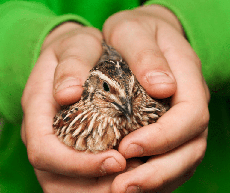 home raised quail being held in hands.