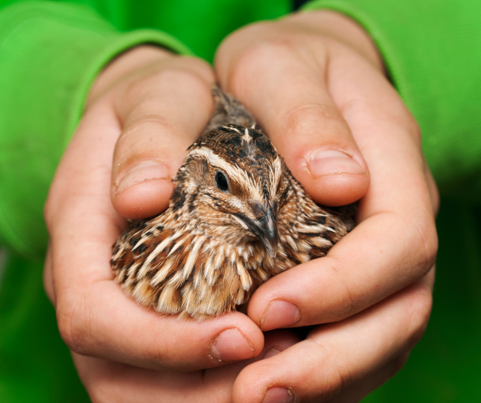 home raised quail being held in hands.