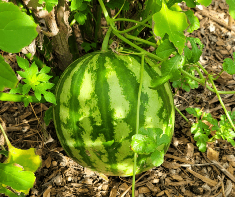 Growing healthy tasty watermelon at home is one of the most satisfying experiences a gardener can have!