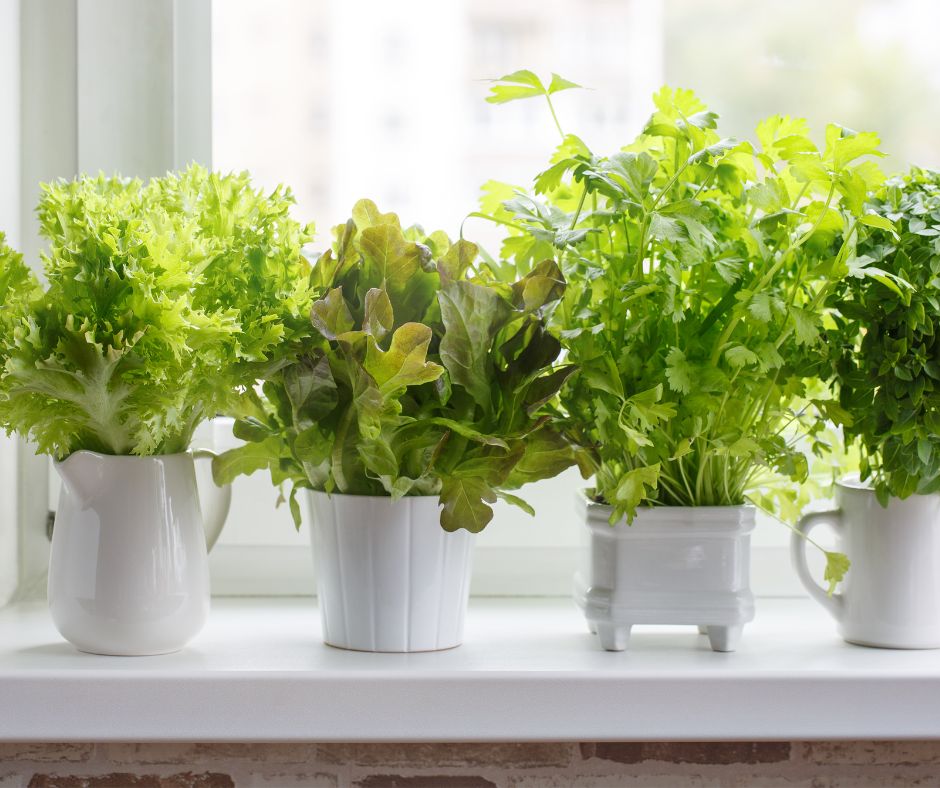 A mix of herbs and lettuce growing in small white containers on a windowsill.