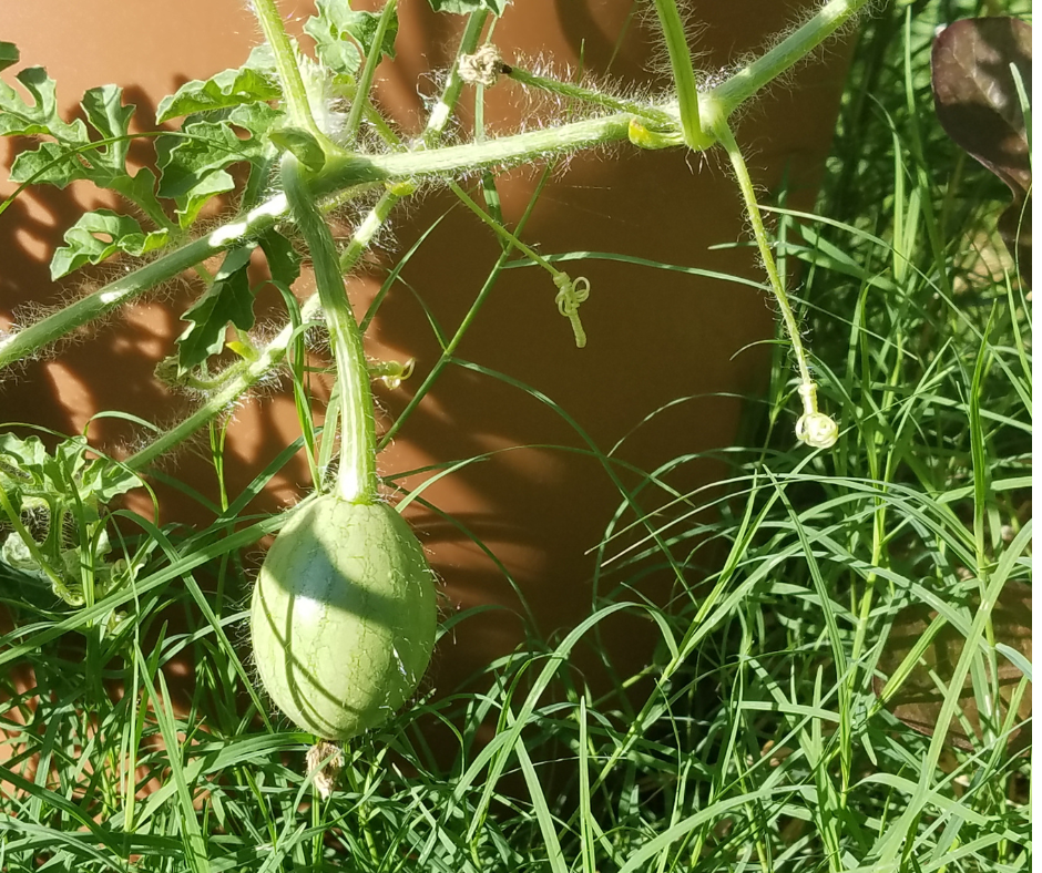 The joy of seeing the beginning of new fruit set on the vine