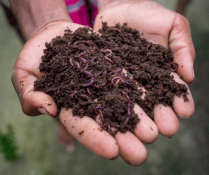 Vermicomposting is a quick and easy garden project that keeps food waste out the landfill and creates a nutritious amendment for your garden plants.