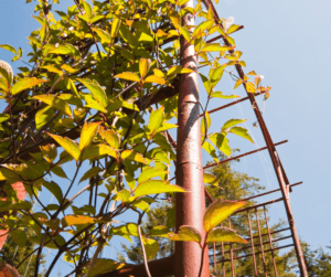 Vertical gardening saves space and looks great in the garden.
