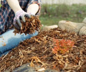 A gardener mulches a large garden bed with wood chips to maintain soil temperature and moisture.