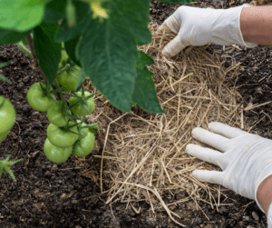 A gardener mulching tomato plants with straw to regulate soil temperature and moisture levels
