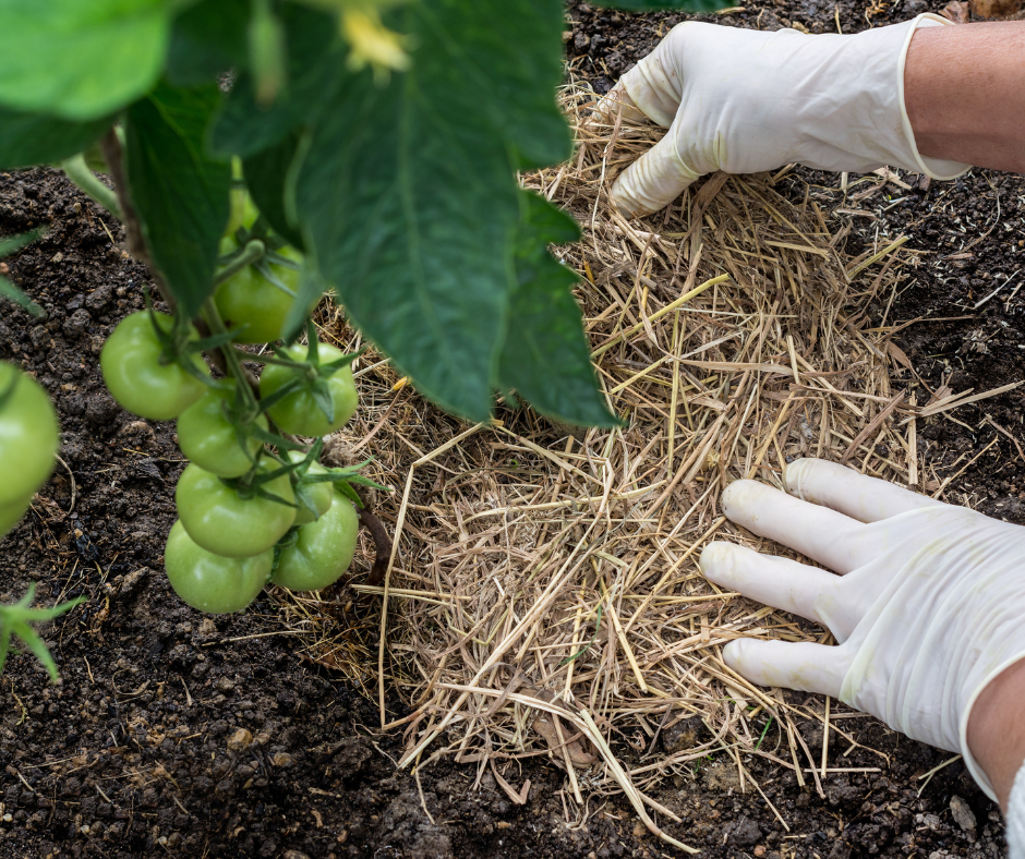 A gardener mulching tomato plants with straw to regulate soil temperature and moisture levels
