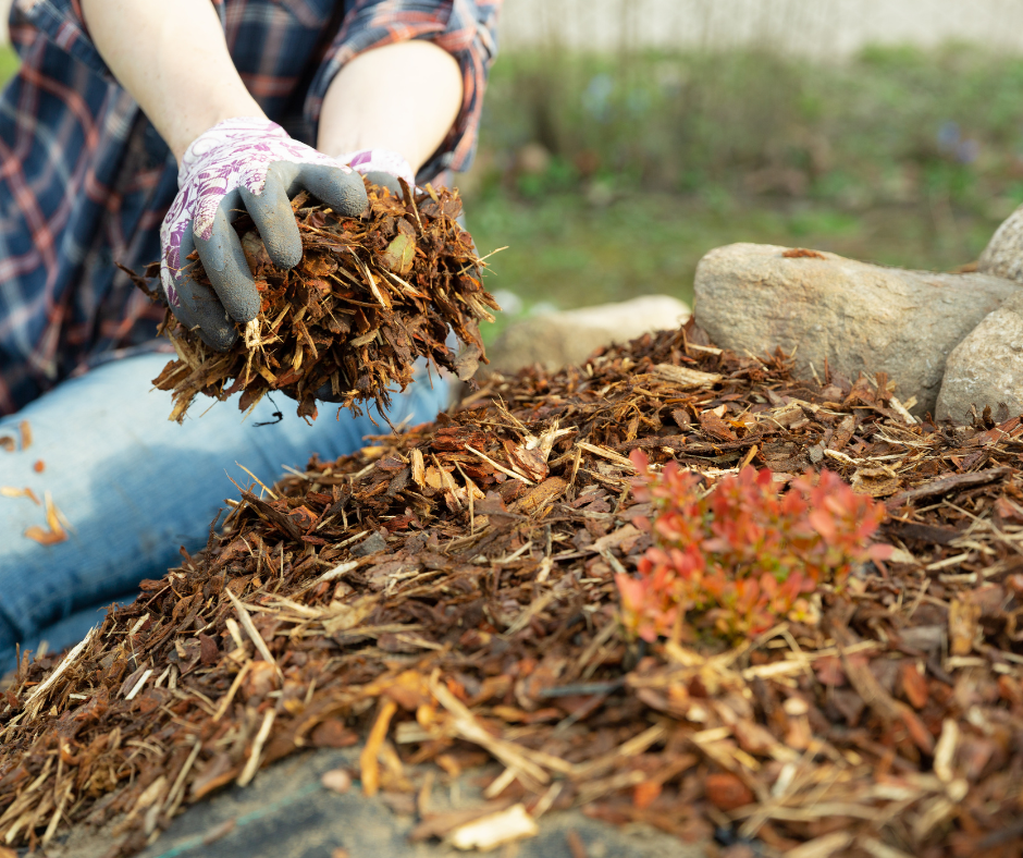 A gardener mulches a large garden bed with wood chips to maintain soil temperature and moisture.