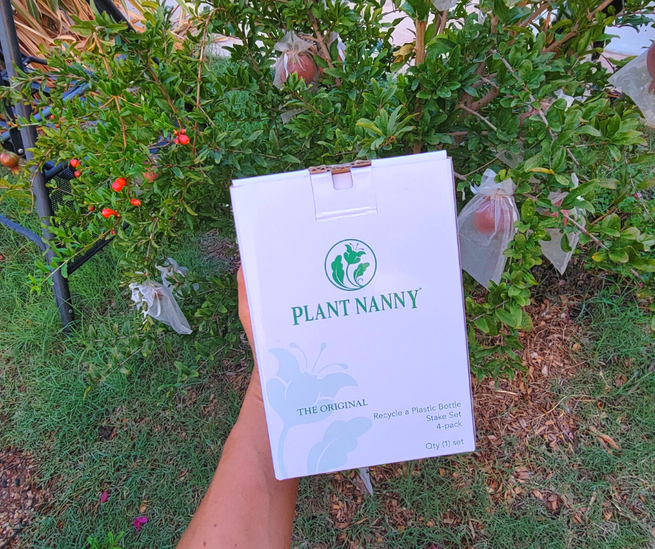 Plastic bottle plant watering stake set. For watering plants while on vaction.