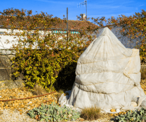 A tropical tree protected by a frost cloth structure against frost damage.