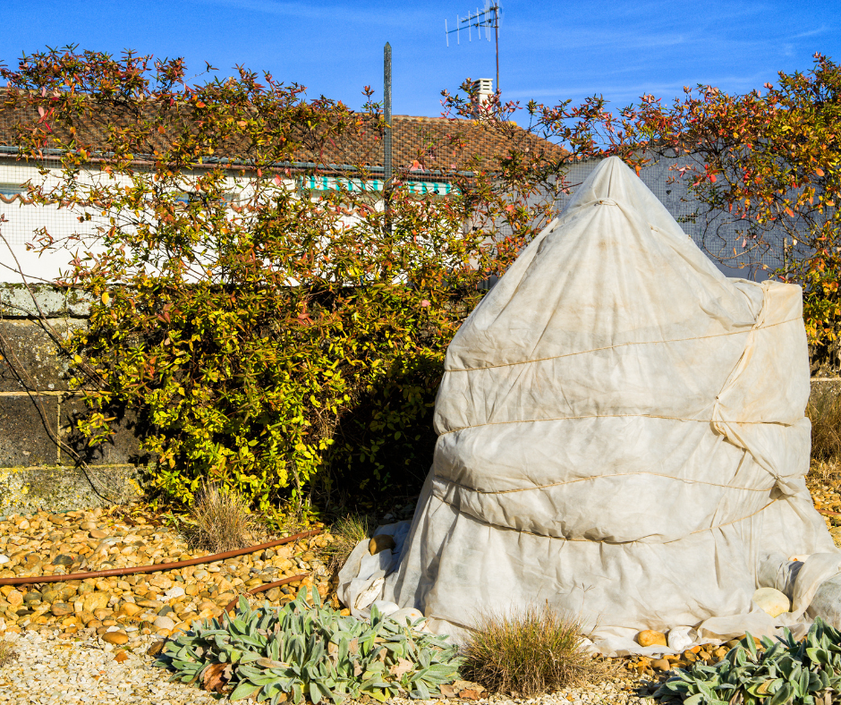 A tropical tree protected by a frost cloth structure against frost damage.