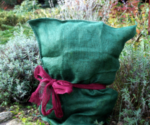 A frost sensitive garden plant wrapped in burlap to protect against frost.
