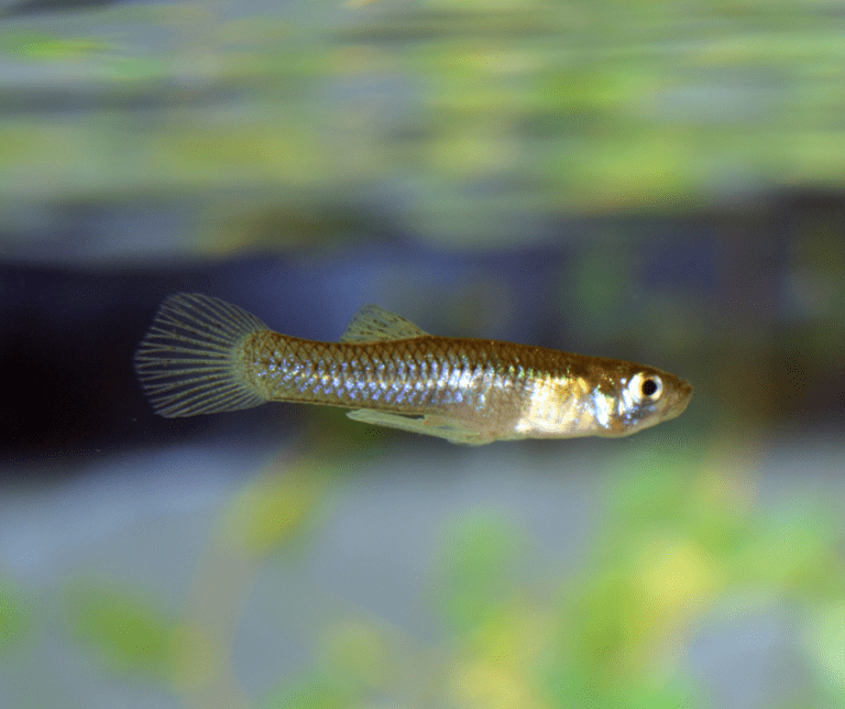 mosquito fish
