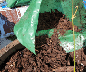 Adding mulch to container plants helps maintain potting soil moisture.