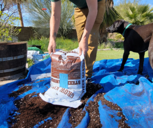 Putting down a layer of steer manure while making good potting soil.