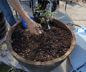 Top dressing bamboo newly planted in a good potting mix with fertilizer.