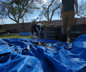 First step of making large quantities of  diy potting soil is laying down a tarp.