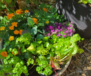 A Vibrant mix of seedlings waiting to be transplanted into the grow bag garden.