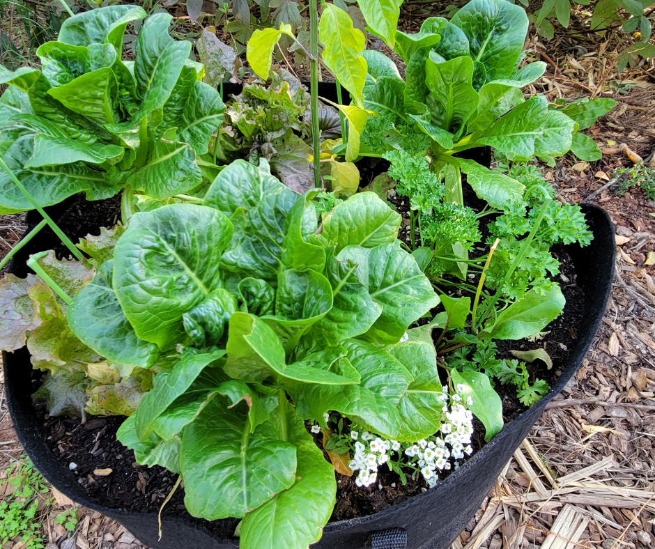 Healthy lettuce growing a grow bag filled with nutrient rich home made potting soil.