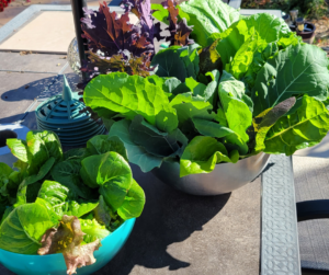 A great harvest of healthy homegrown greens. Made possible by a good potting soil recipe.