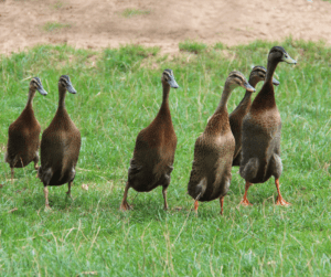 Runner ducks inspecting a backyard for pests to gobble up.