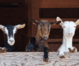 3 backyard milk goats enjoying the afternoon.
