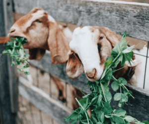 Goats enjoying pea shoots in a backyard livestock setup.