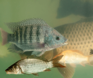 Tilapia in an aquaponic tank with other fish. 