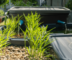backyard aquaponic garden setup using totes.
