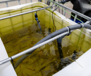 IBC home ibc tote aquaponic system is great for raising fish and vegetables together.