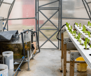 Small home aquaponics system in backyard greenhouse.