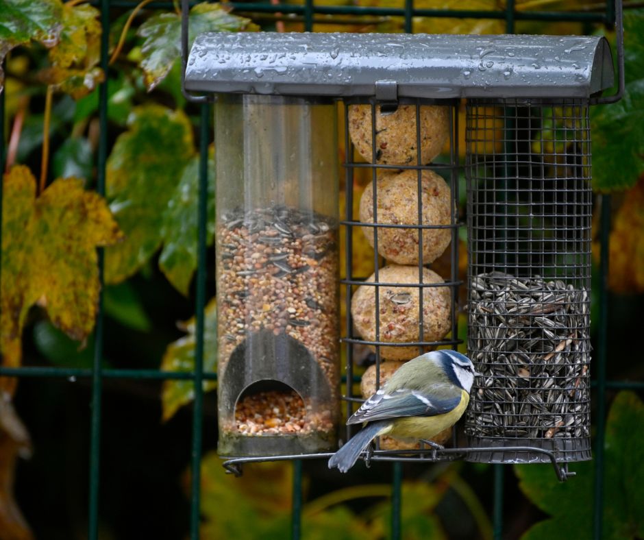 A small bird at a bird feeder with a tube of mixed seed, a cage of suet balls and a tube of sunflower seeds.