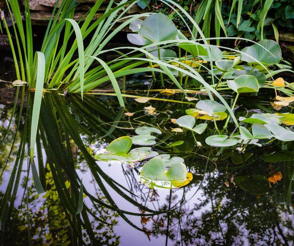 aquatic pond plants
