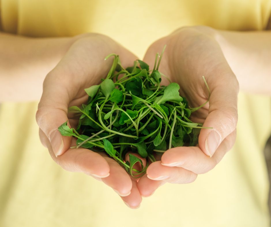 a handful of nutritious broccoli microgreens.