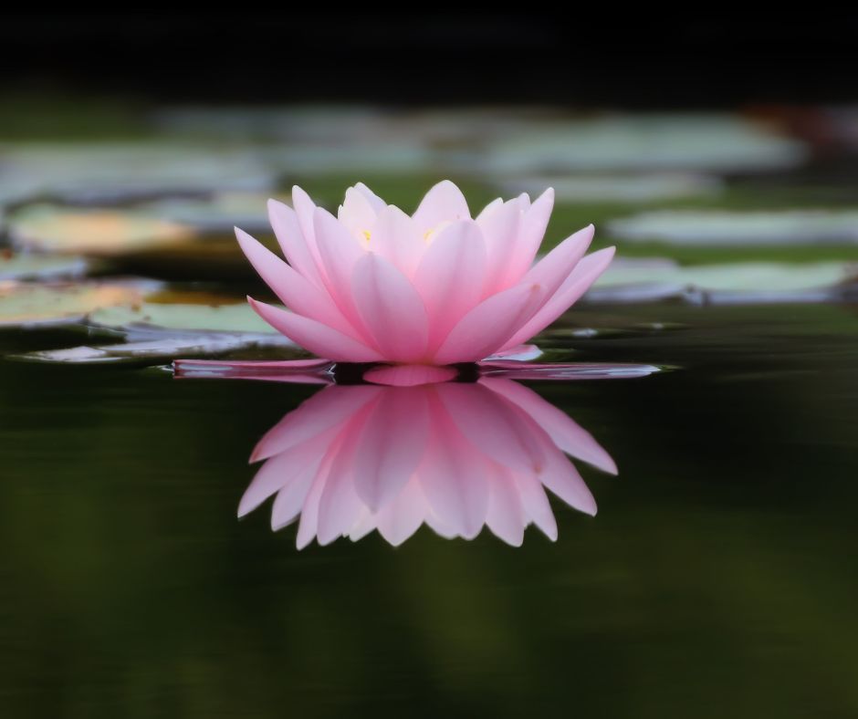 water lily flower in backyard pond
