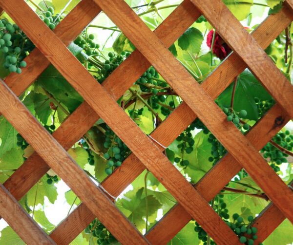 How To Use Potted Plants For Privacy On A Patio