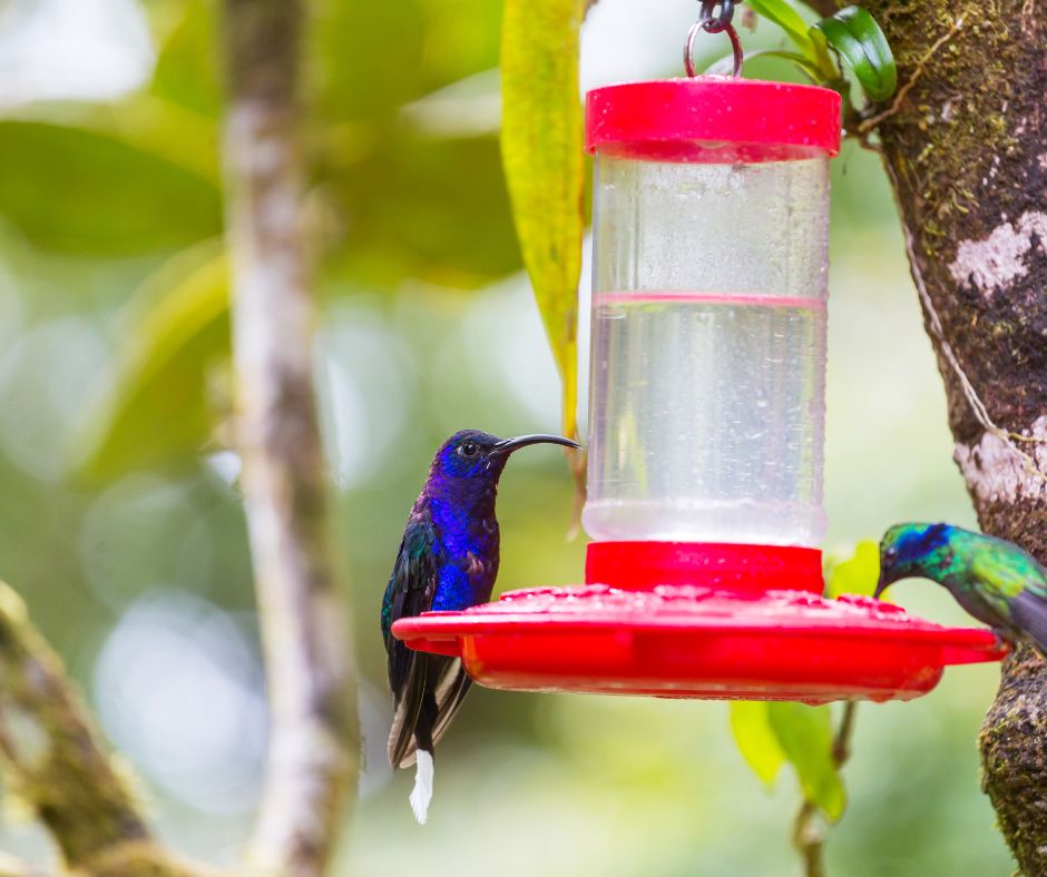 two brightly colored hummingbird drinking on sugar water at a hummingbird feeder